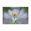 Trademark Fine Art Mandy Disher 'Nemorosa Nirvana' Canvas Art, 30x47 1X07646-C3047GG